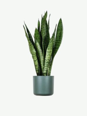 Sansevieria Laurentii
