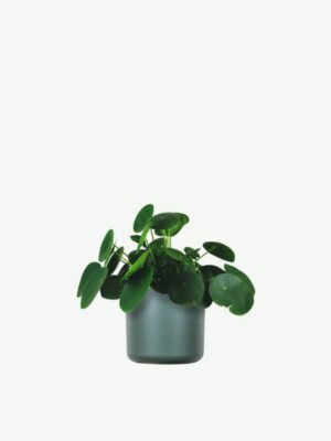 Pilea Peperomioides