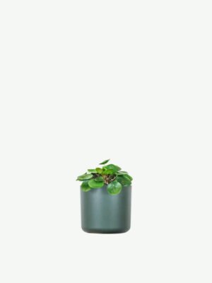 Peperomia Lemon Lime