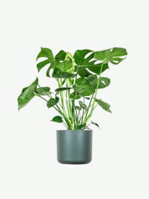 plants-ecommerce-product-featured-img-14 Monstera Deliciosa