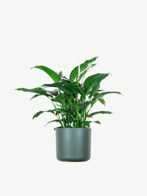 Spathiphyllum