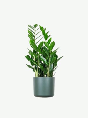 plants-ecommerce-product-featured-img-16 Zz Plants