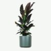 plants-ecommerce-product-featured-img-18 Calathea Rufibarba