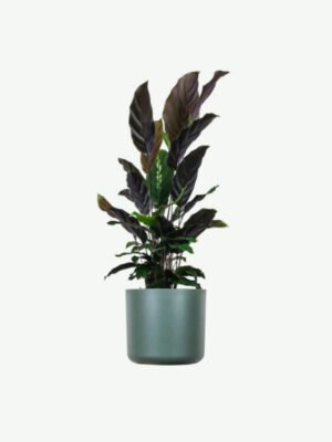 Calathea Rufibarba