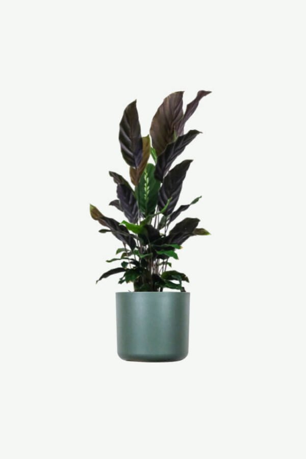 plants-ecommerce-product-featured-img-18 Calathea Rufibarba