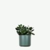 plants-ecommerce-product-featured-img-2 Ficus Decora Burgundy
