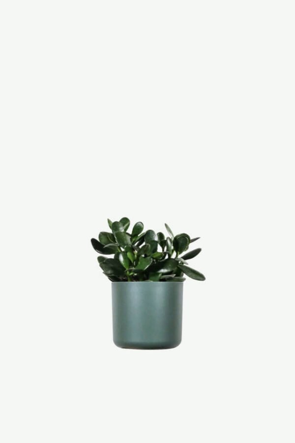 plants-ecommerce-product-featured-img-2 Ficus Decora Burgundy