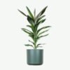 plants-ecommerce-product-featured-img-20 Dracaena Lisa