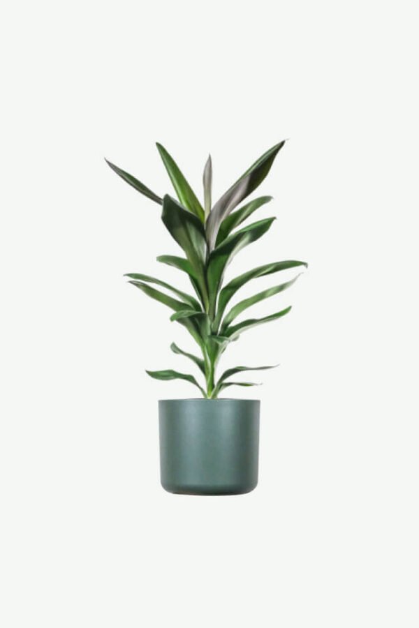 plants-ecommerce-product-featured-img-20 Dracaena Lisa