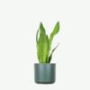 plants-ecommerce-product-featured-img-3 Sansevieria Golden Flame