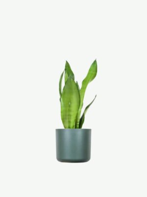 Sansevieria Golden Flame