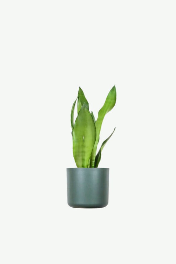 plants-ecommerce-product-featured-img-3 Sansevieria Golden Flame