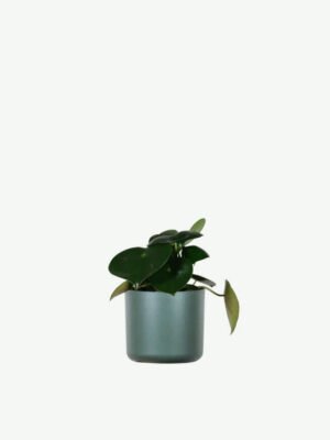 plants-ecommerce-product-featured-img-5 Hoya Obovatum