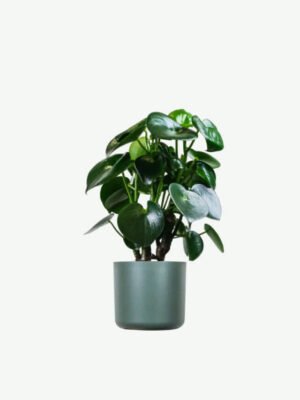 Ficus Decora Cabernet