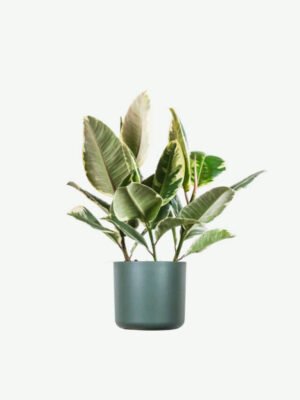 plants-ecommerce-product-featured-img-7 Calathea Beauty Star