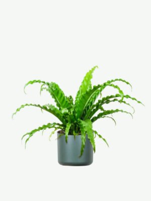 plants-ecommerce-product-featured-img-8 Birdnest Japanese