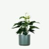 plants-ecommerce-product-featured-img-9 Golden Pothos Pole