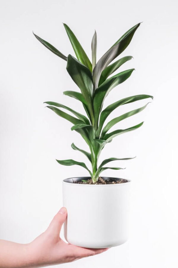 plants-shop-product-gallery-img-18 Dracaena Lisa