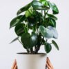 plants-shop-product-gallery-img-2 Ficus Decora Cabernet