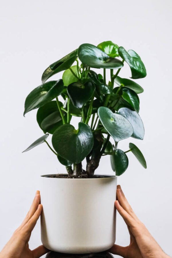 plants-shop-product-gallery-img-2 Ficus Decora Cabernet