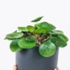plants-shop-product-gallery-img-4 Peperomia Lemon Lime